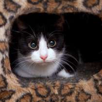 Лира ищет уютный дом и понимающих хозяев, в Москве