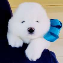 Белоснежные Ми-Ми мишки самоедики)!, в Кирове