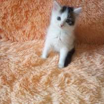 Котята-метисы, в Москве