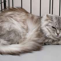 Кошечка Меган ищет дом, в Москве