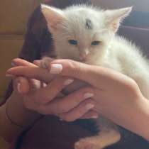 Белый кот, в Москве