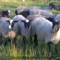 Продам овец романовской породы срочно не дорого, в Москве