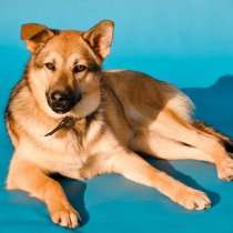 В добрые руки пристраивается 11 мес Мишель. Чудо-детка!, в Москве