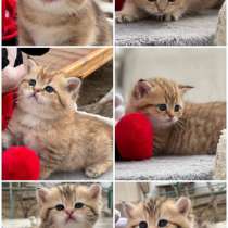 Продаётся котёнок британец!, в г.Нукус