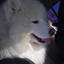 Самоеды вязка и щенки на продажу, в Угличе