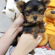 Йорки щенки 2.5мес, в Санкт-Петербурге