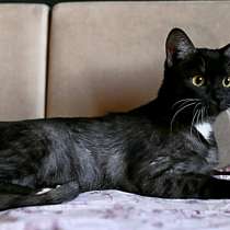 Черная кошка Ада в добрые руки, в г.Москва