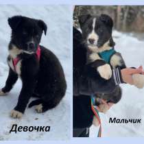 Щенки от папы коротколапика, мальчик и девочка, в Москве