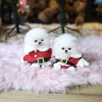 Шпиц микро, в Москве