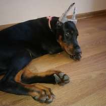 Добермана щенок, в г.Минск