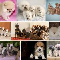 Питомник щенков Пенза, в Пензе