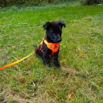 Маленький хорошенький щенок, в г.Санкт-Петербург