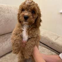 ЩЕНОК КАВАПУ, в Гусь Хрустальном