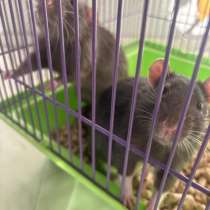 Крысы, в Старом Осколе