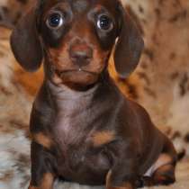 Такса Анапа, в Анапе