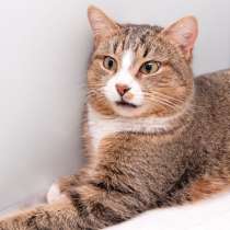 Красавец Скиф в поисках счастья и любви, в Москве