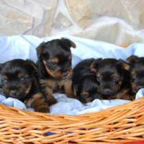 Йоркширский терьер Сыктывкар, в Сыктывкаре