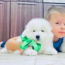 Продам щенят самоедиков, в Тамбове