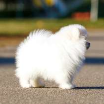 Маленькие детишки породы померанский шпиц по доступным ценам, в г.Варшава