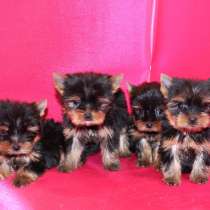 Йоркширский терьер Тамбов, в Тамбове