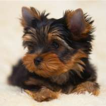 Йоркширский терьер Орел, в Орле