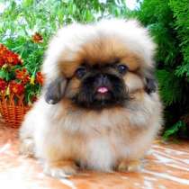 Пекинес Новый Уренгой, в Новом Уренгое