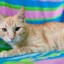 Рыжий кото-принц Кекс ищет дом, в Москве