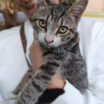 Общительный, любознательный котёнок ищет дом, в Москве