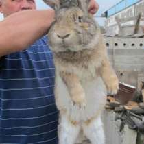Куплю кроликов в Красноярске, в Красноярске