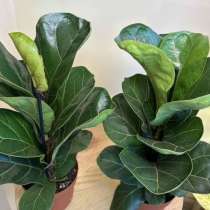 Фикус Лирато Бамбино, в Тюмени