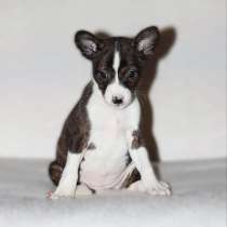 Щенки басенджи, в Дмитрове