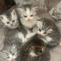 Продаются котята, в Тамбове