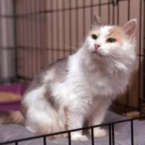 Стойкая Ванесса ищет надежную семью, в Москве