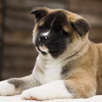 AMERICAN AKITA, в г.Киев