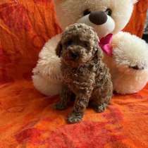 Щеночки пуделя, в Самаре