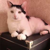 Мусик - ласковый кот в добрые руки, очень нуждается в доме!, в г.Москва