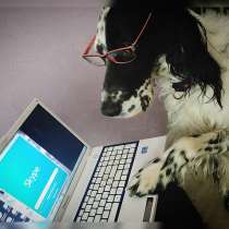 Онлайн дрессировка собак, в Москве