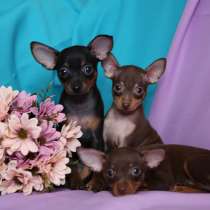 Той терьер Кызыл, в Кызыле