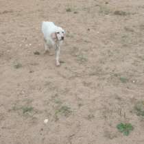 Пёс ищет друга и хозяина, в Москве