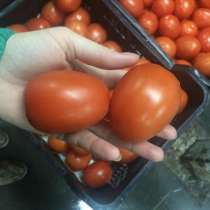 Помидоры сливка , в наличии на складе в Москве., в Москве