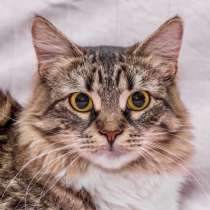 Кошечка Голди ищет свою семью, в Москве