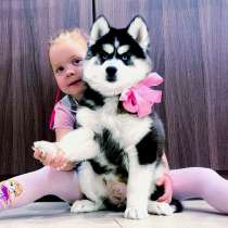 Самые красивые малыши хаски, в Екатеринбурге