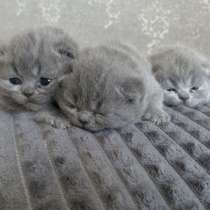 Британские котята, в Москве