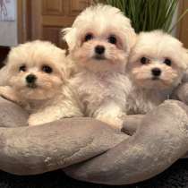 Maltipoo. Boy's, в г.Брауншвейг