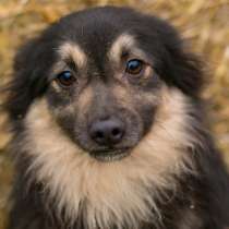 Метис шпица пушистый пёсик Даниэль в дар, в Москве