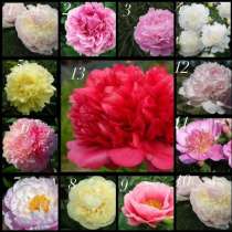 Пионы, в Москве