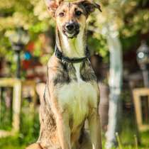 Совершенно очаровательная и нежная девочка Шери ищет дом, в Москве