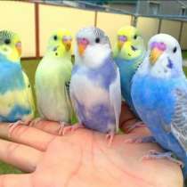 Попугай волнистый полностью ручной, в Москве