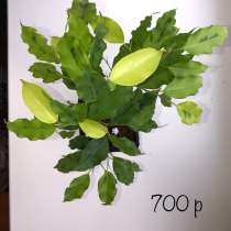 Разные виды фикусов, в Аниве