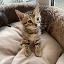 Продаются бенгальские котята, в Санкт-Петербурге